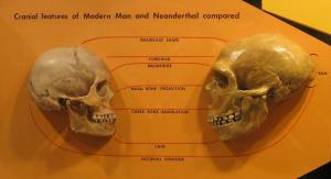 Sapiens_neanderthal_comparison