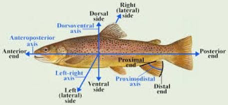 Directional anatomical terms illustratd with a fish, including dorsal and ventral. Picture source: https://en.wikipedia.org/wiki/Anatomical_terms_of_location