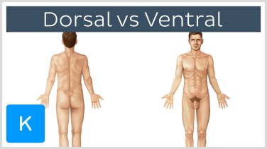Dorsal and ventral views of a naked guy. Picture source: https://www.kenhub.com/en/videos/directional-terms-dorsal-and-ventral