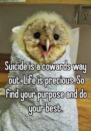 funny-suicide-bird-in-towel-0511e1b66cac534423878a1772c86f6a8ca89d
